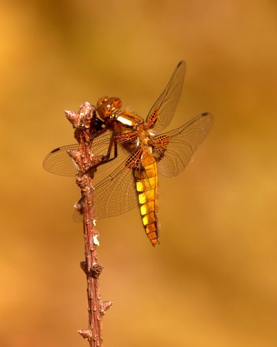 Immature_Male_Broad-bodied_Chaser